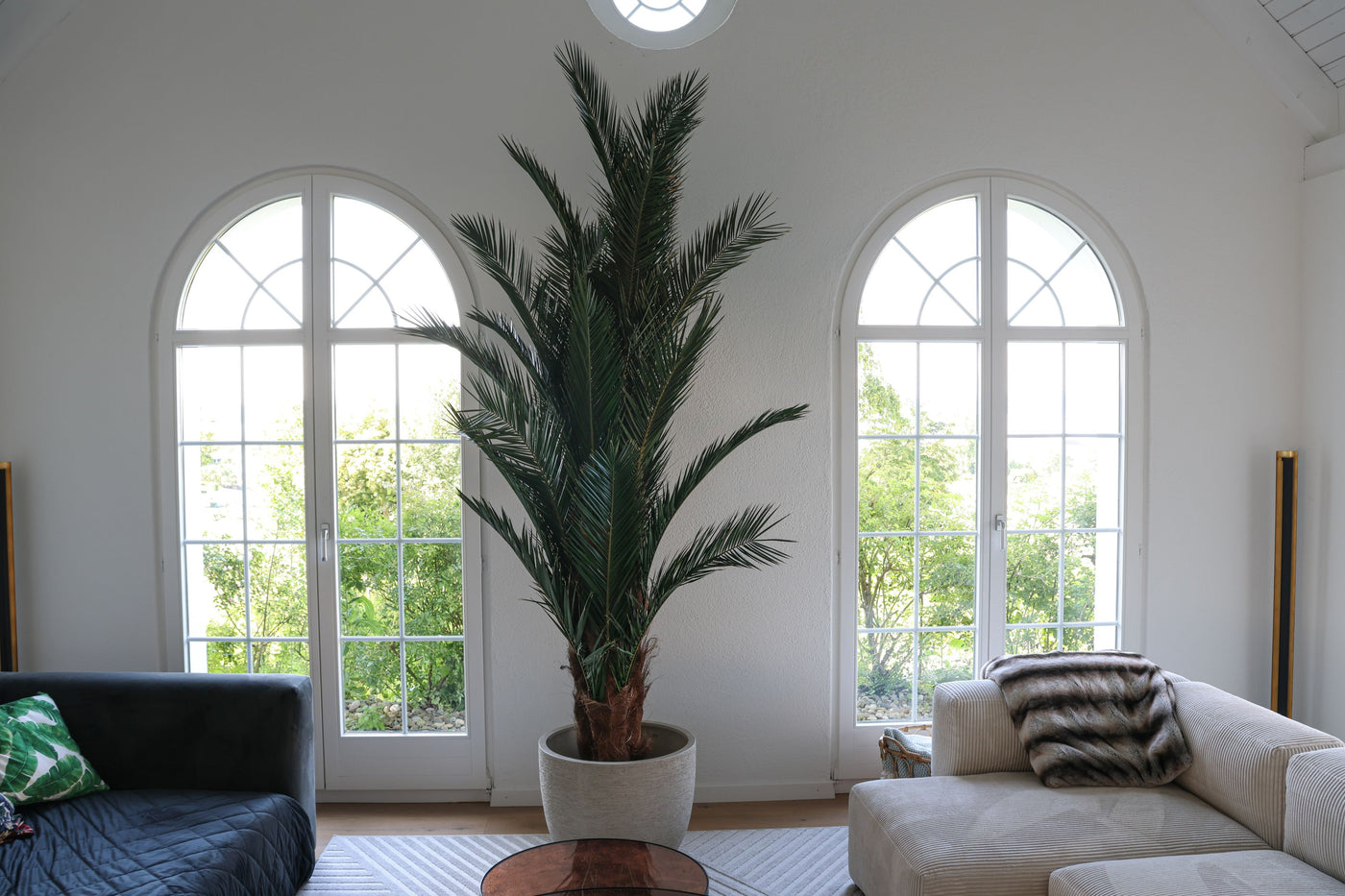 Feature Bild: 3 Meter hohe Phoenix Palme im Wohnzimmer eines Privatkunden