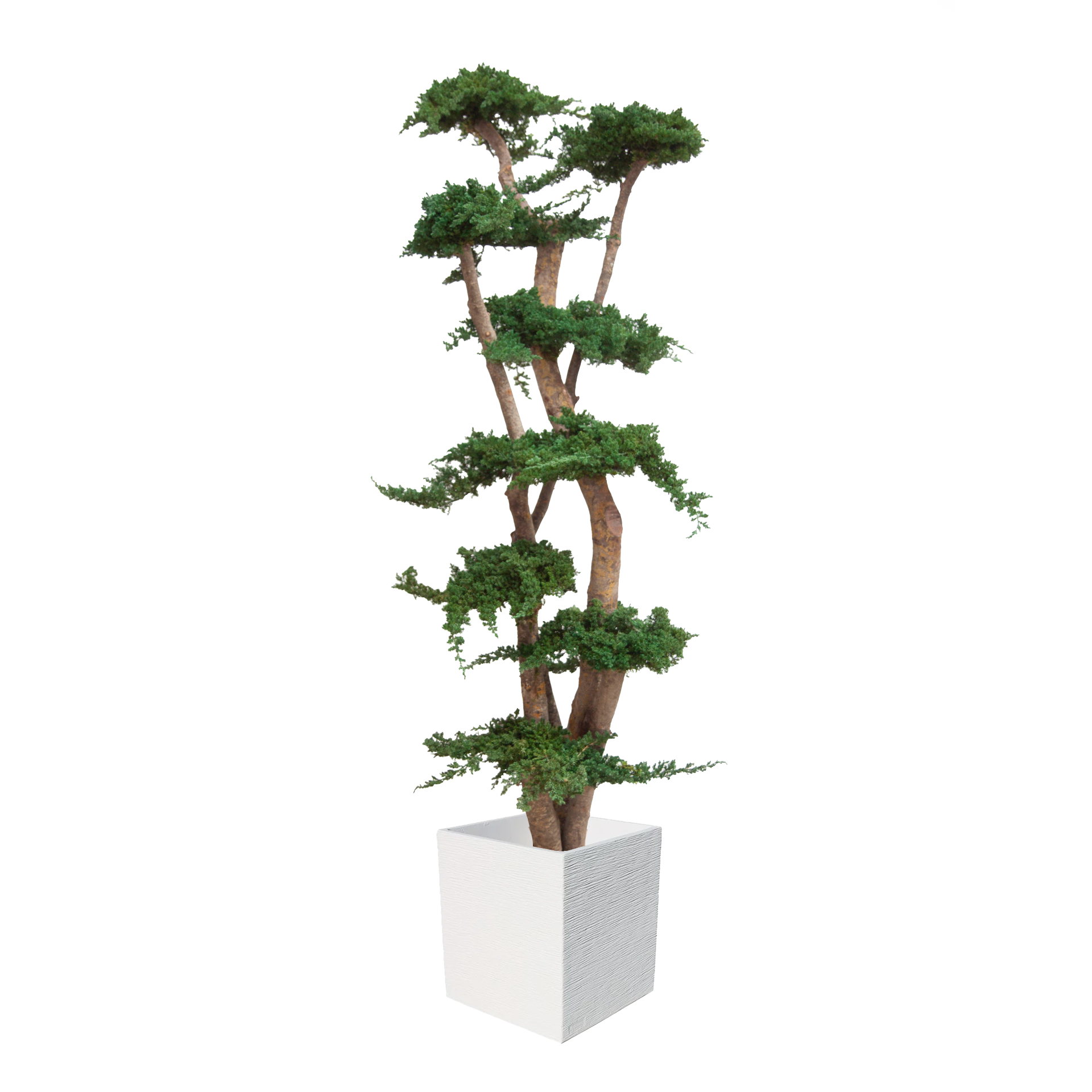 Juniperus Baum 190 cm mit Topf