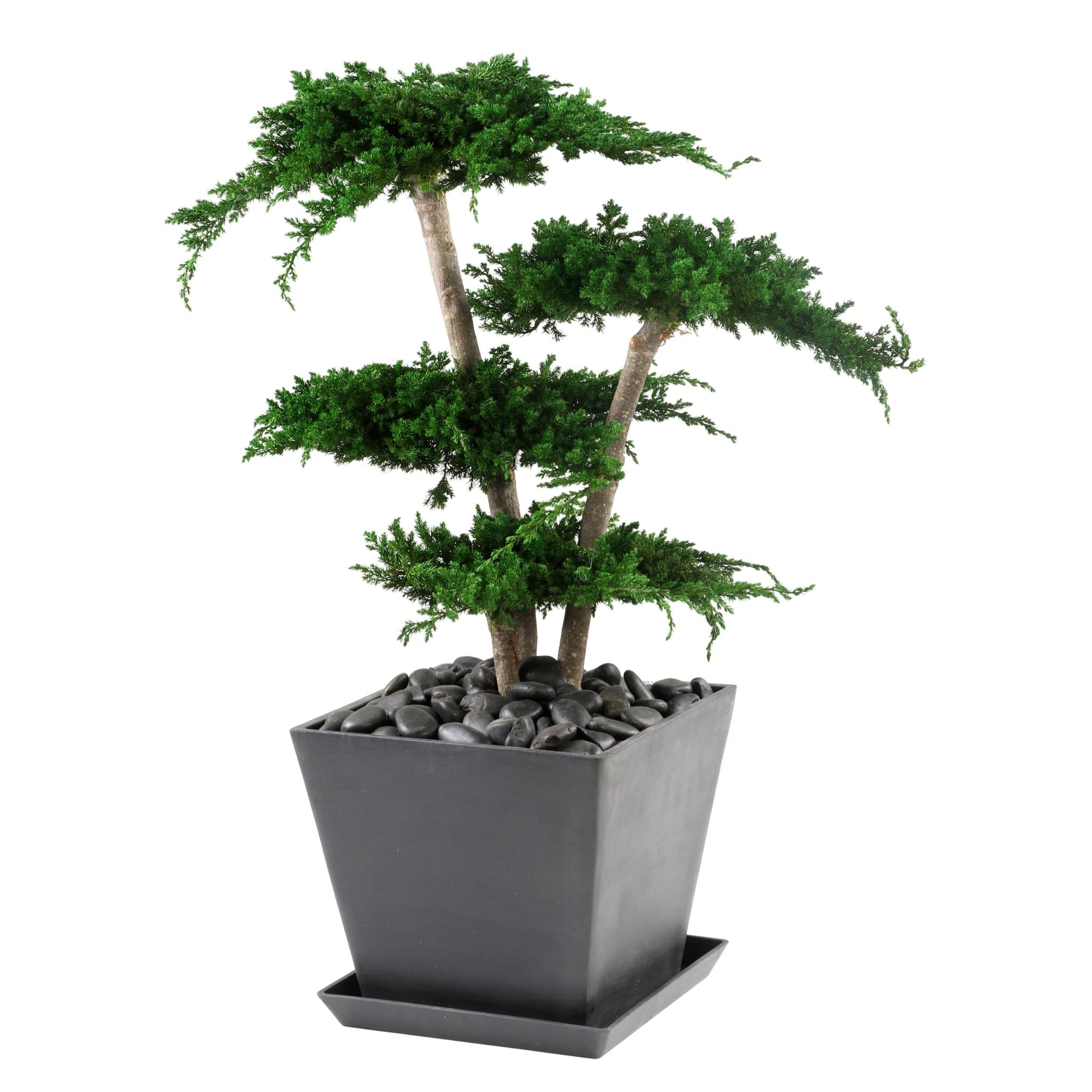 Juniperus Bonsai 70 cm