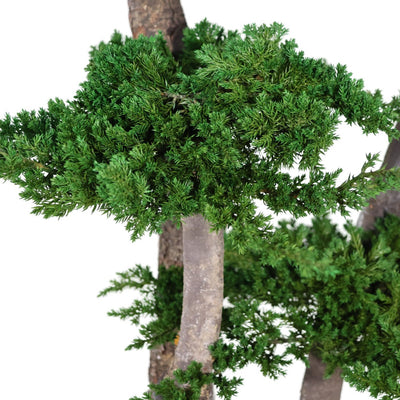 Juniperus Bonsai Baum