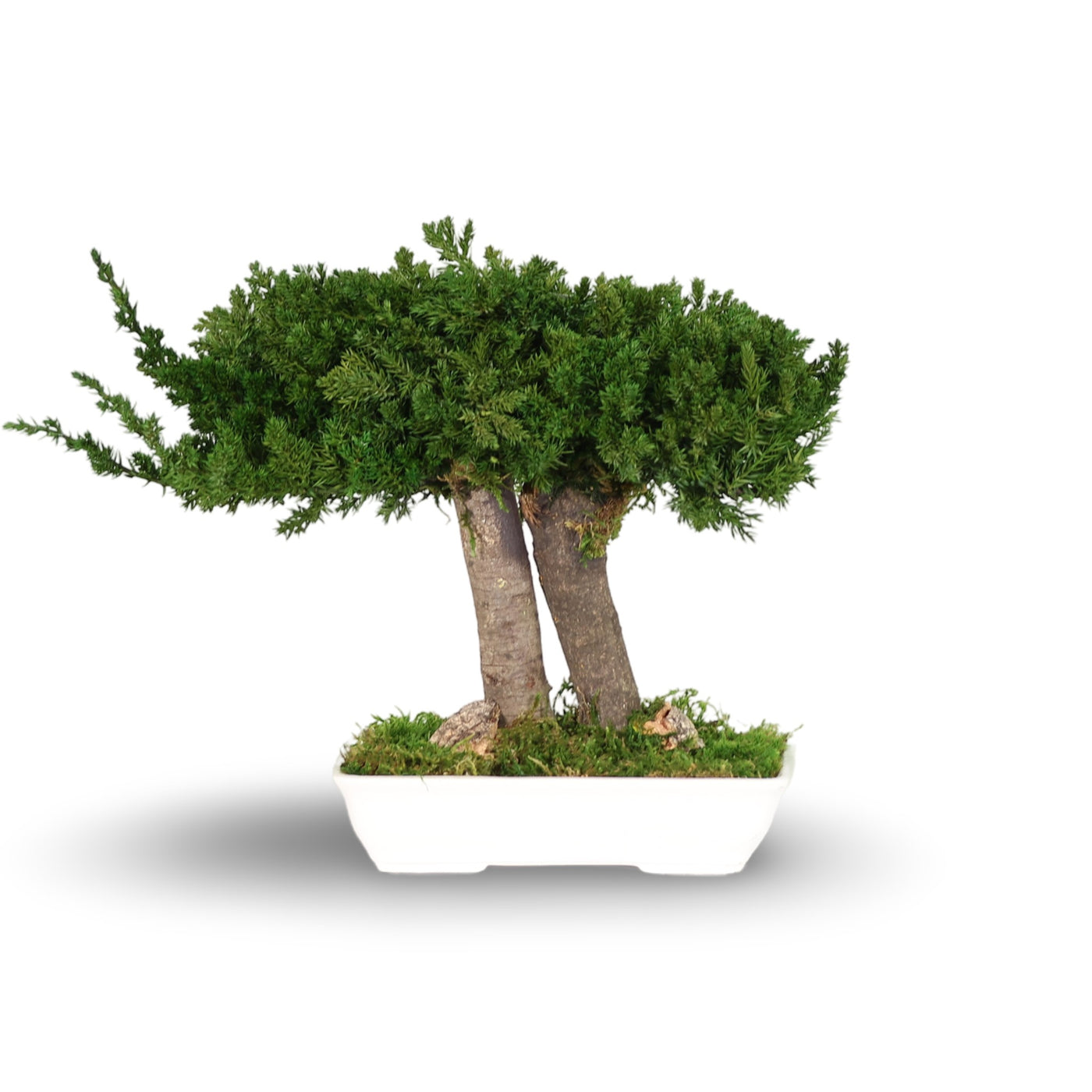 Juniperus Bonsai 25 cm