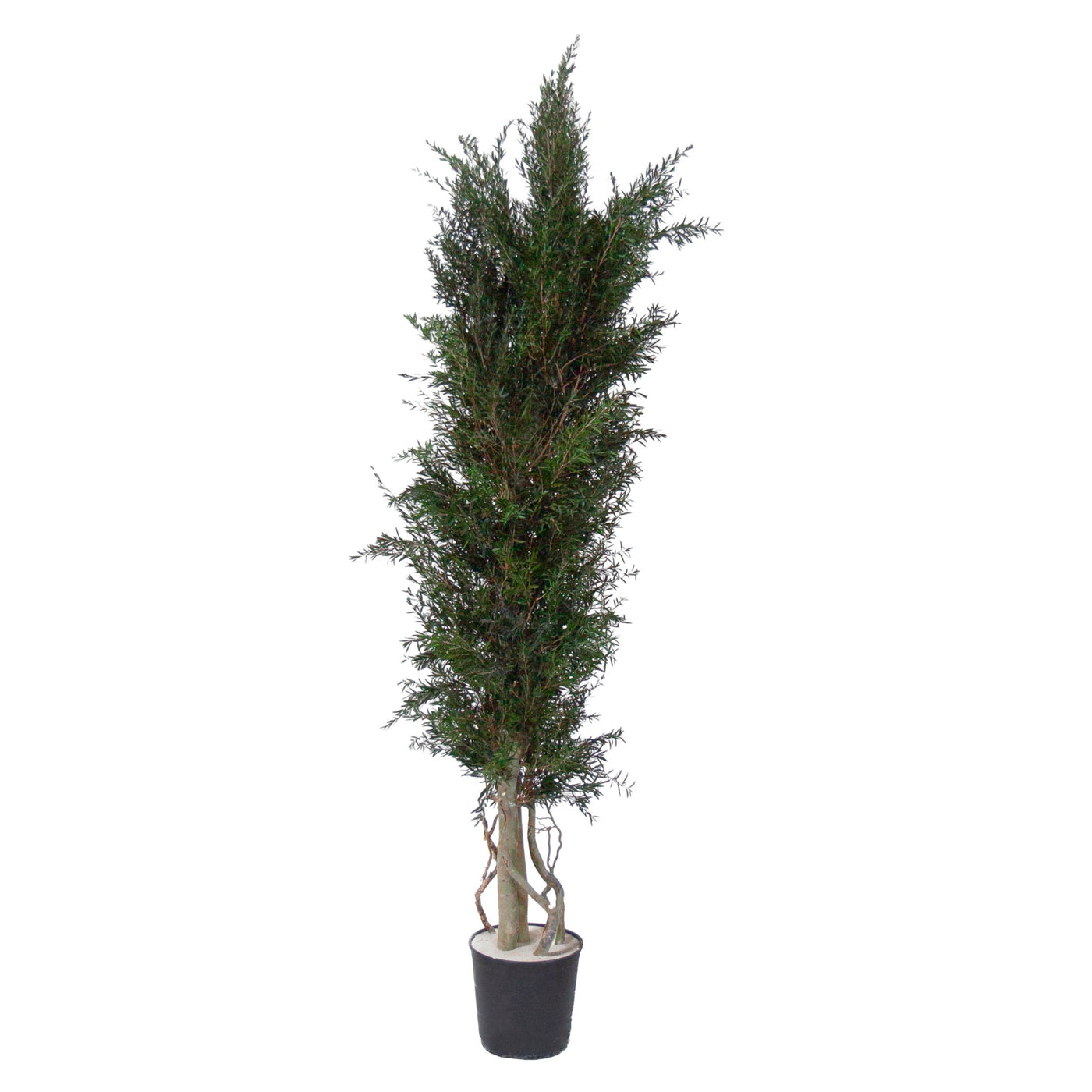 Lepto Longifolia Pflanze konserviert 180 cm