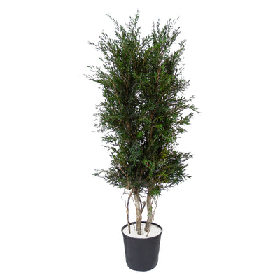 Lepto Longifolia Pflanze konserviert 130 cm