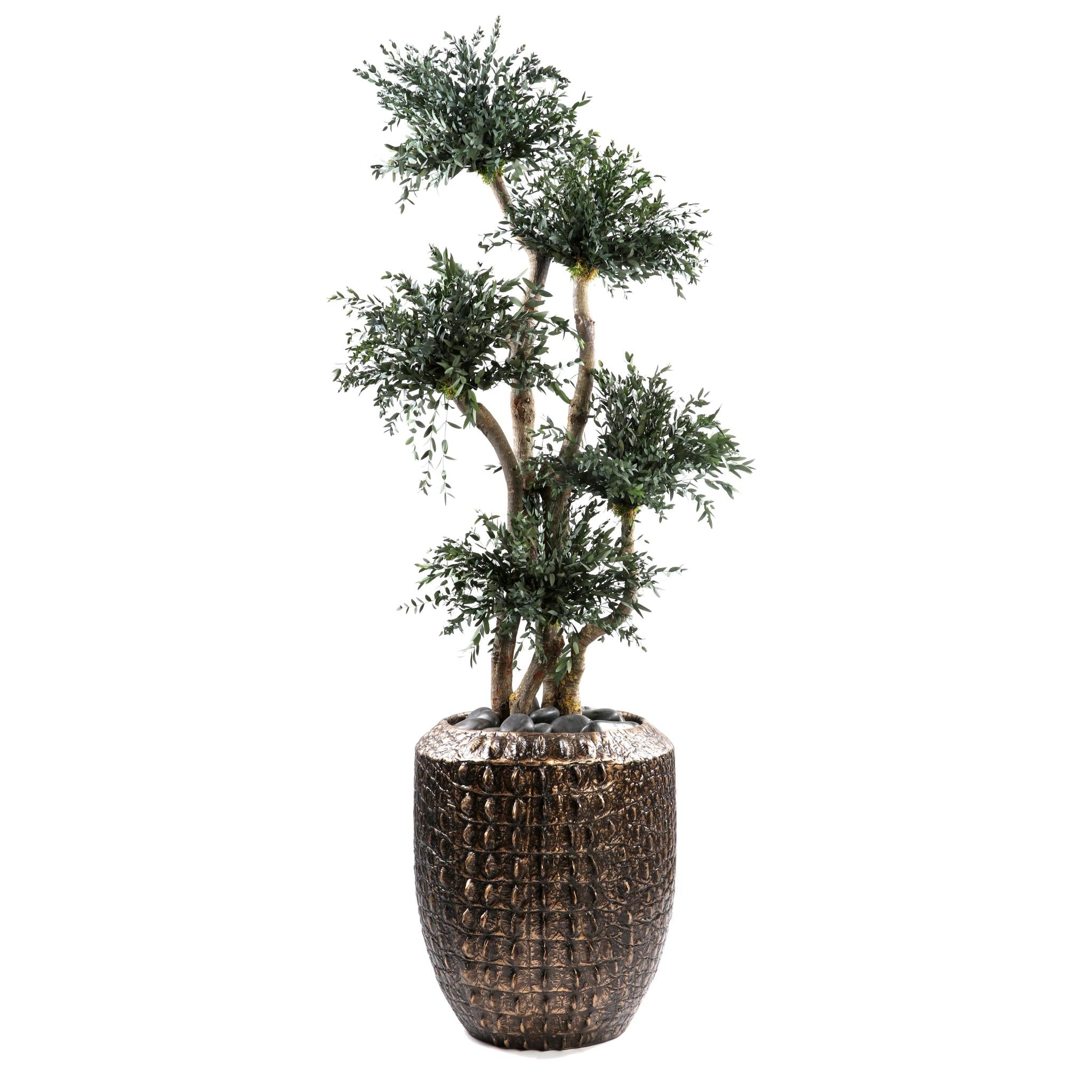 Parvifolia Baum 150 cm mit Topf