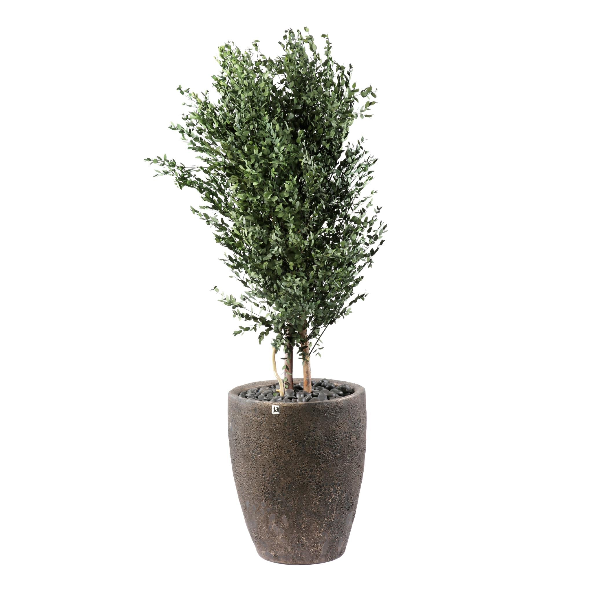 Parvifolia Pflanze 130 cm mit Topf