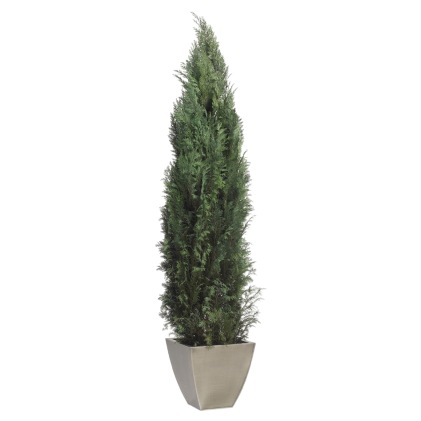 Thuja Columnaris Lebensbaum konserviert (150 cm)