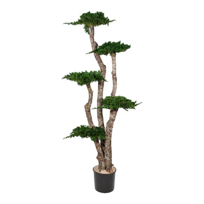 Juniperus Bonsai Baum 160 cm