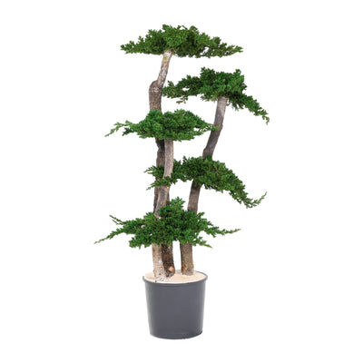 Juniperus Baum 100 cm