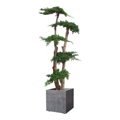 Juniperus Baum 160 cm mit Topf