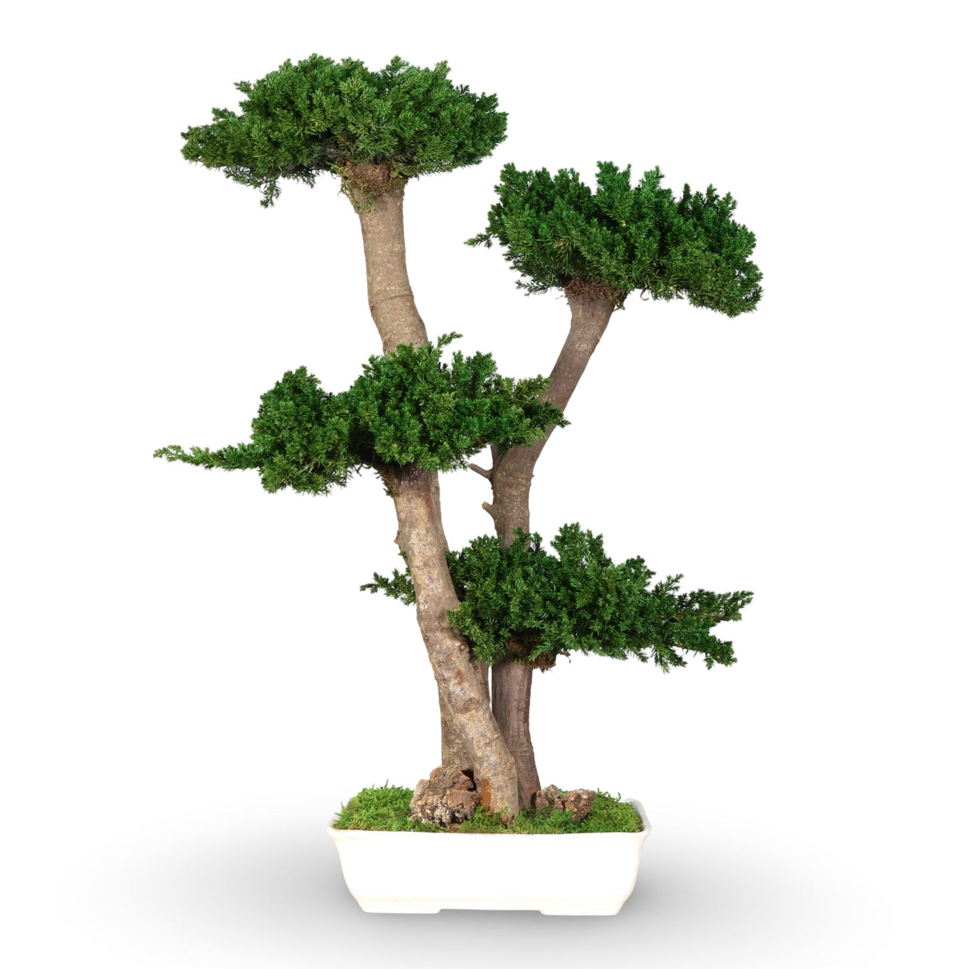 Juniperus Bonsai ohne Topf 70 cm