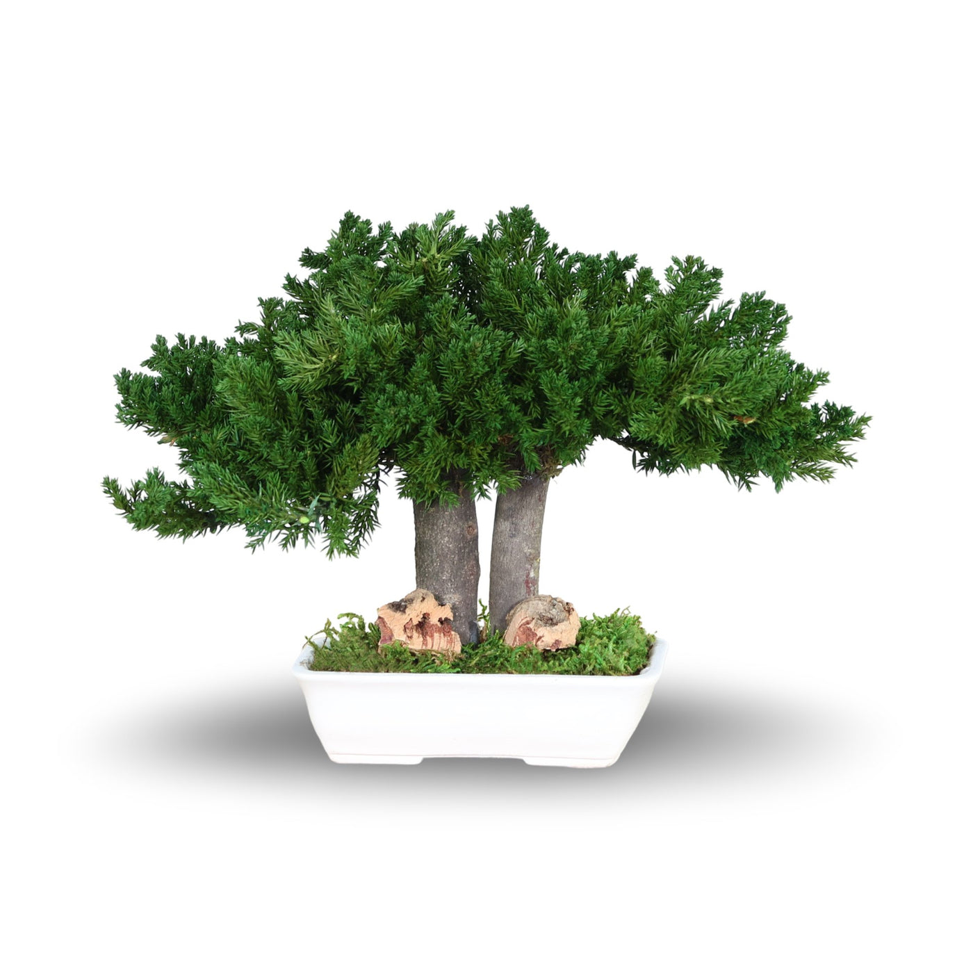 Juniperus Bonsai 15 cm