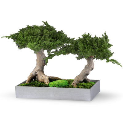 Juniperus Bonsai Zweistämmig