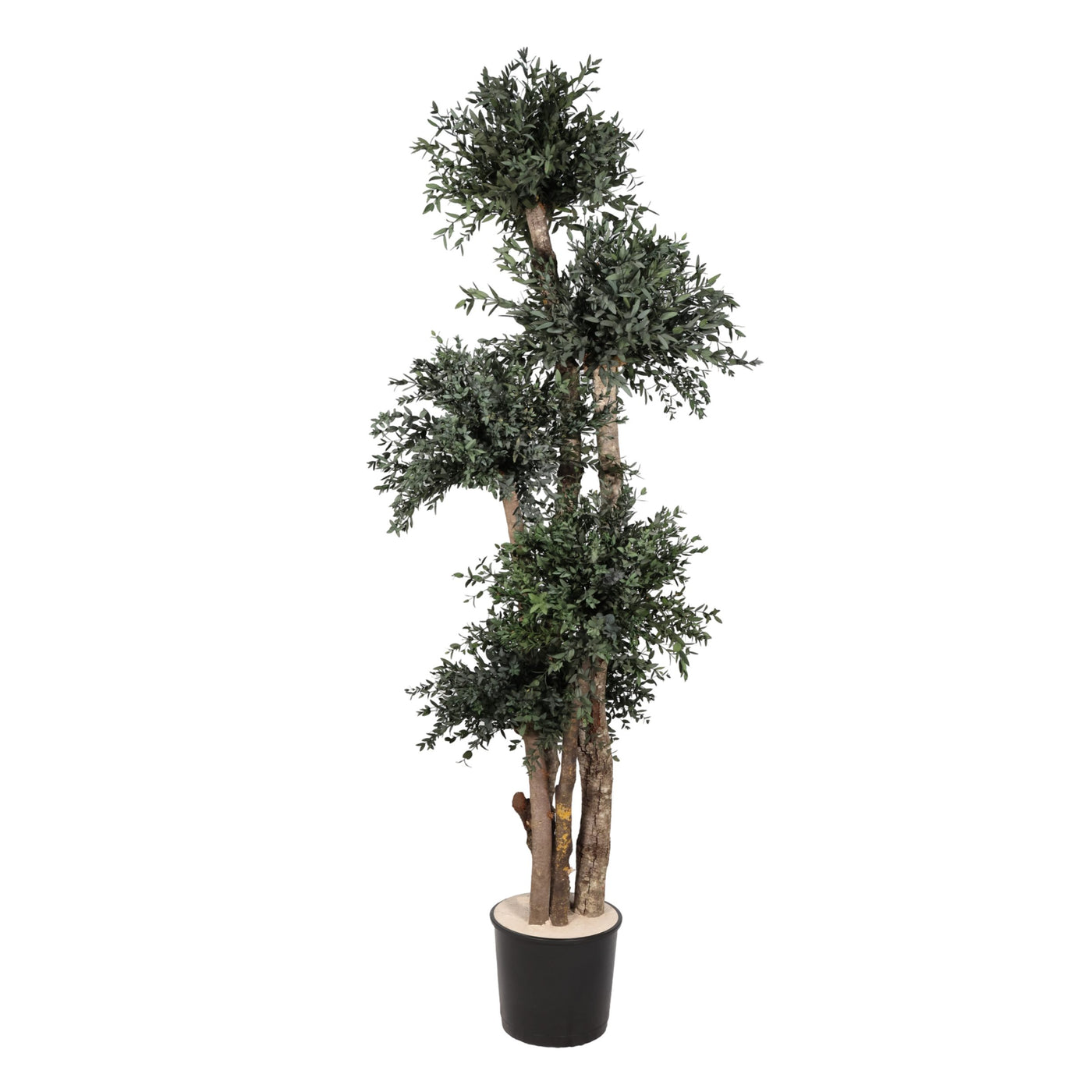 Parvifolia Baum 150 cm ohne Topf