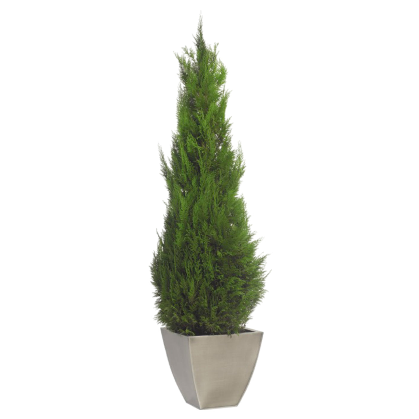 Thuja Konifere