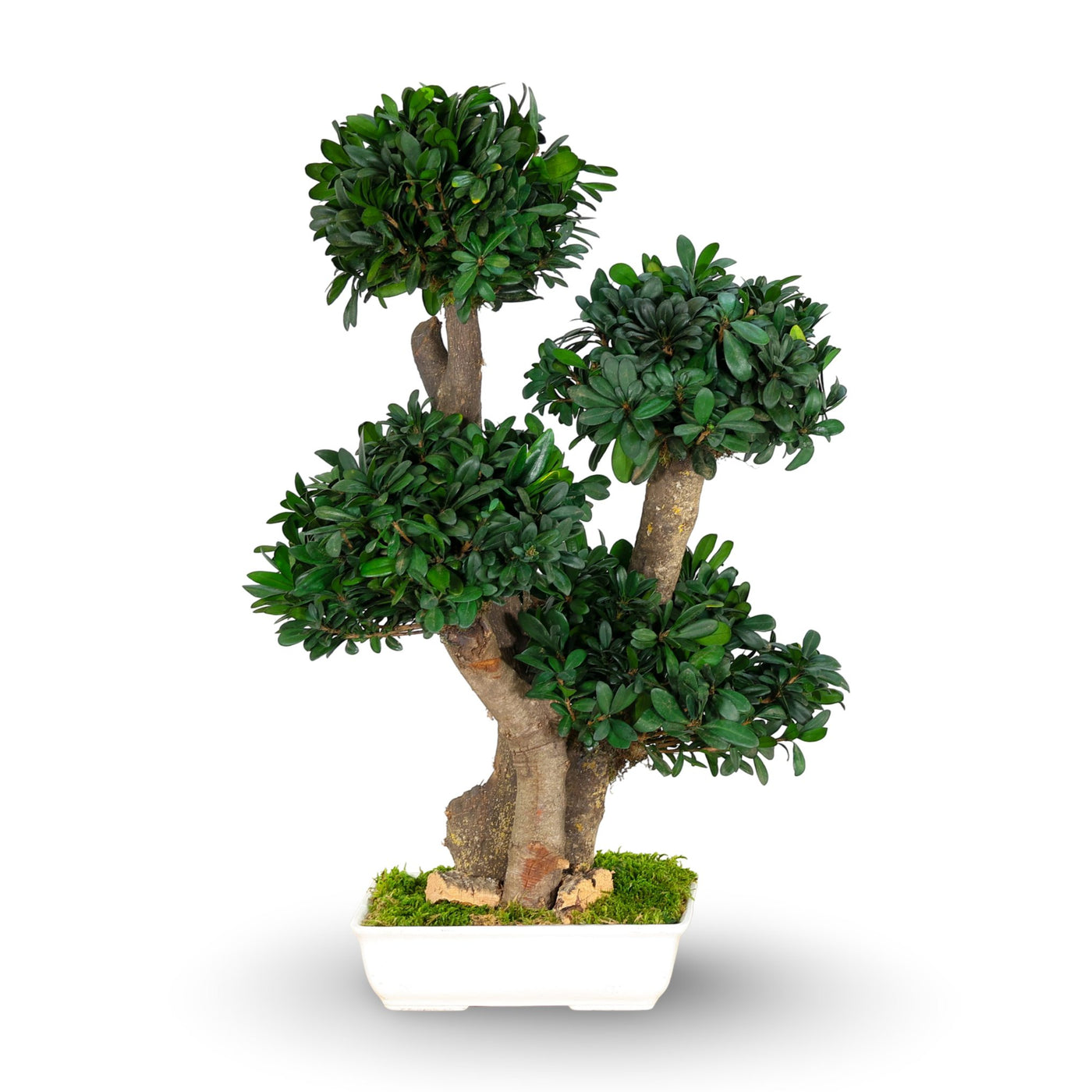 Tobira Bonsai 70 cm